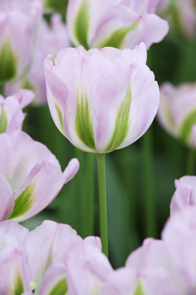 Holland, Lisse, Close up of pink tulips